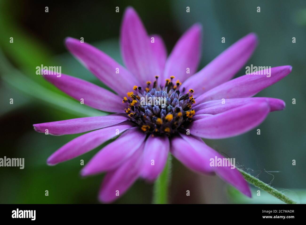 Nahaufnahme einer schönen violetten afrikanischen Gänseblümchen mit einem Unscharfer Hintergrund Stockfoto