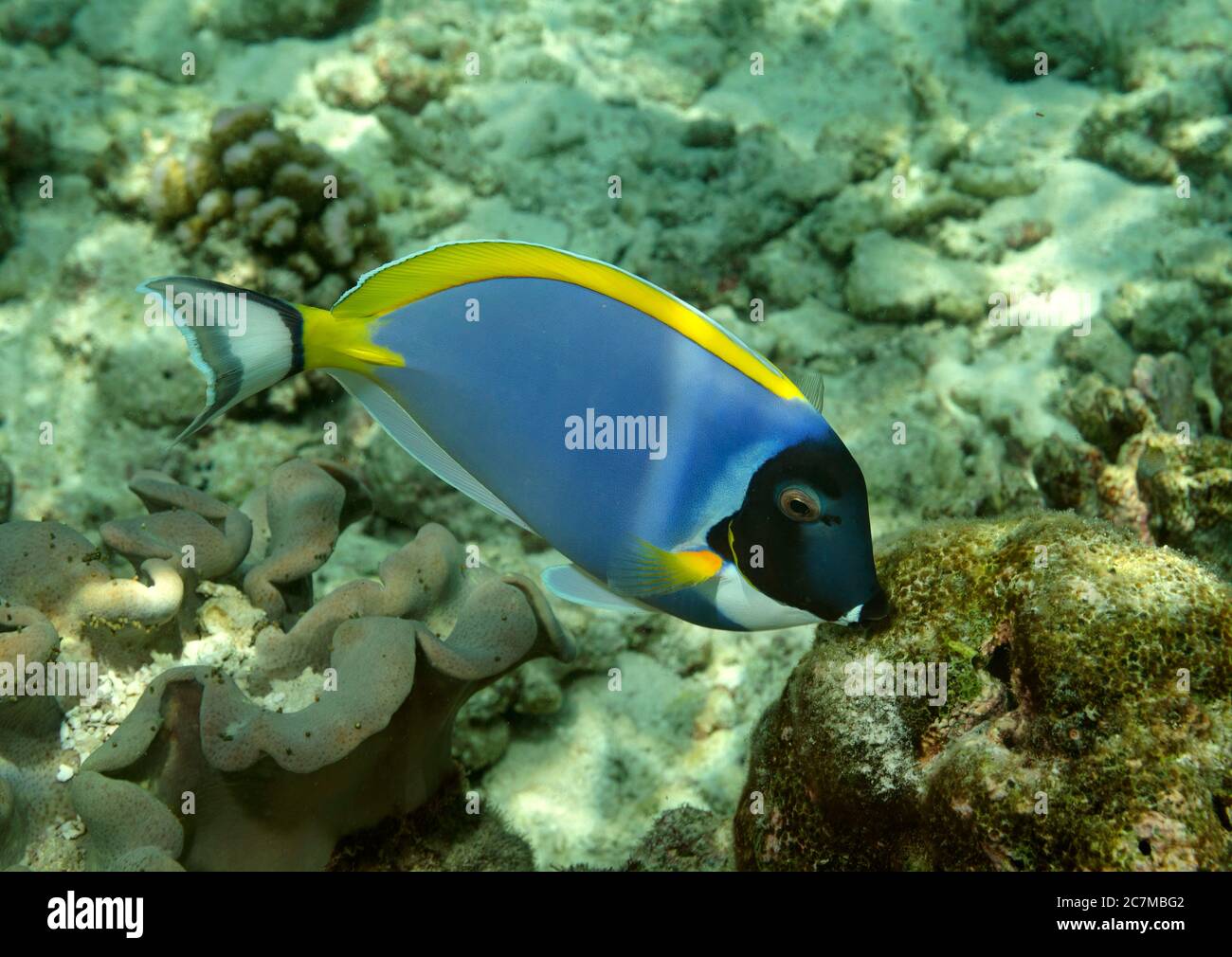 Puder Blue tang, Acanthurus leucosternon, Ari Atoll, Malediven Stockfoto