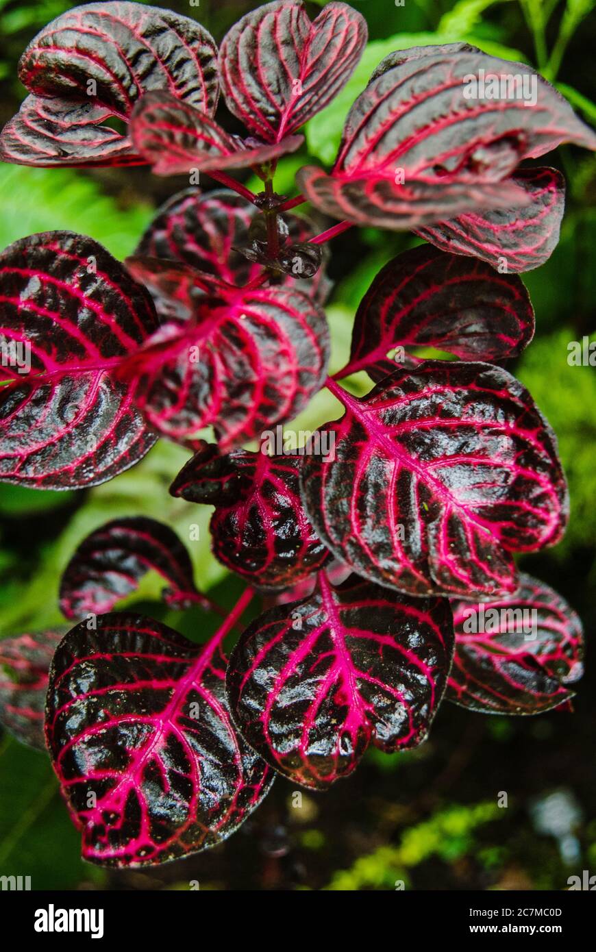 Rosa Fittonia (Nervenpflanze), Anden, Peru, Südamerika Stockfoto