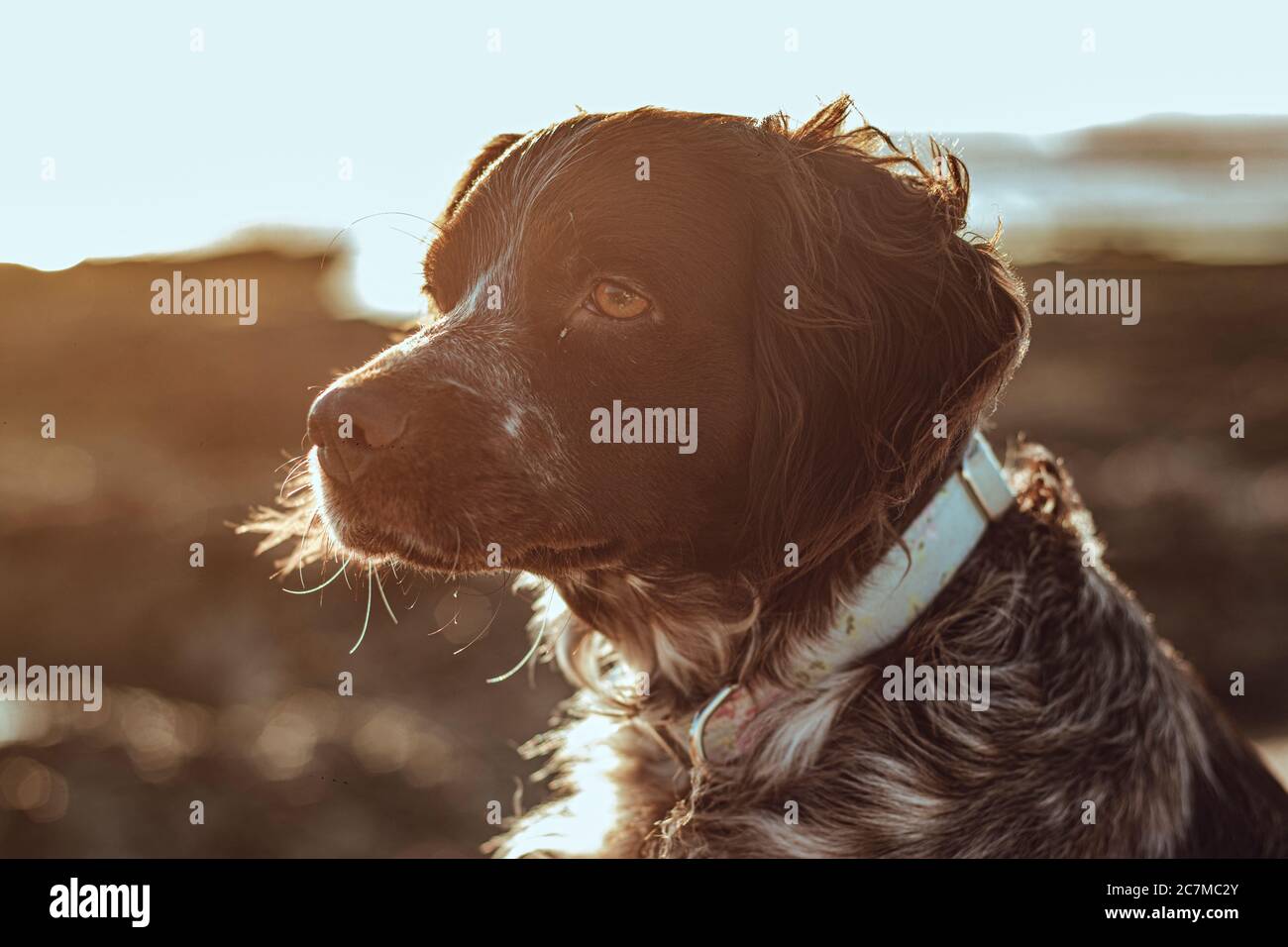 Seitenansicht Profil eines liebenswerten Haustier Hund mit einem Weiches Sonnenlicht im Hintergrund Stockfoto