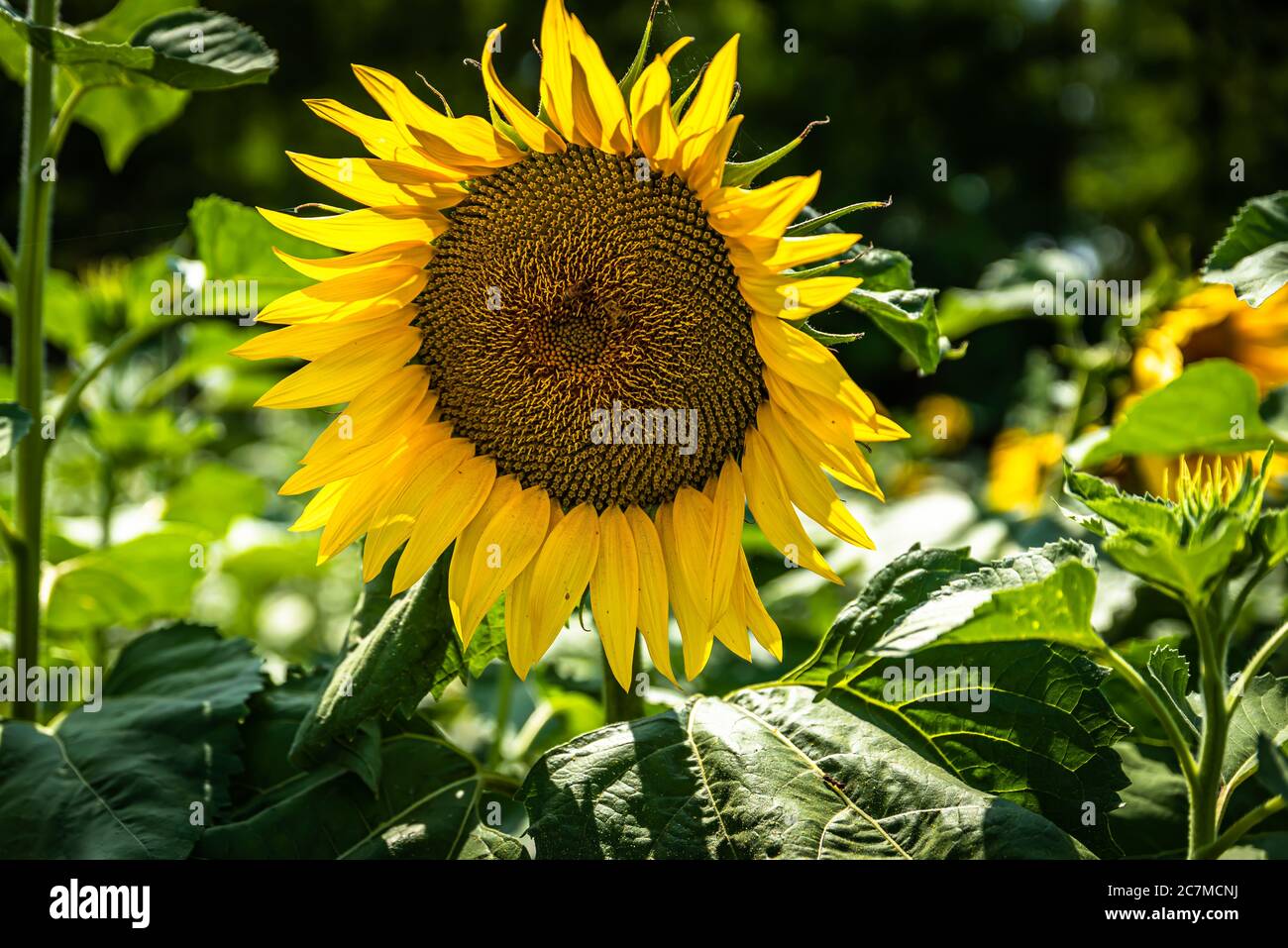 Die Sonnenblume ist eine einjährige Pflanze mit einem großen Blütenkopf, der zur Familie der Asteraceae gehört Stockfoto