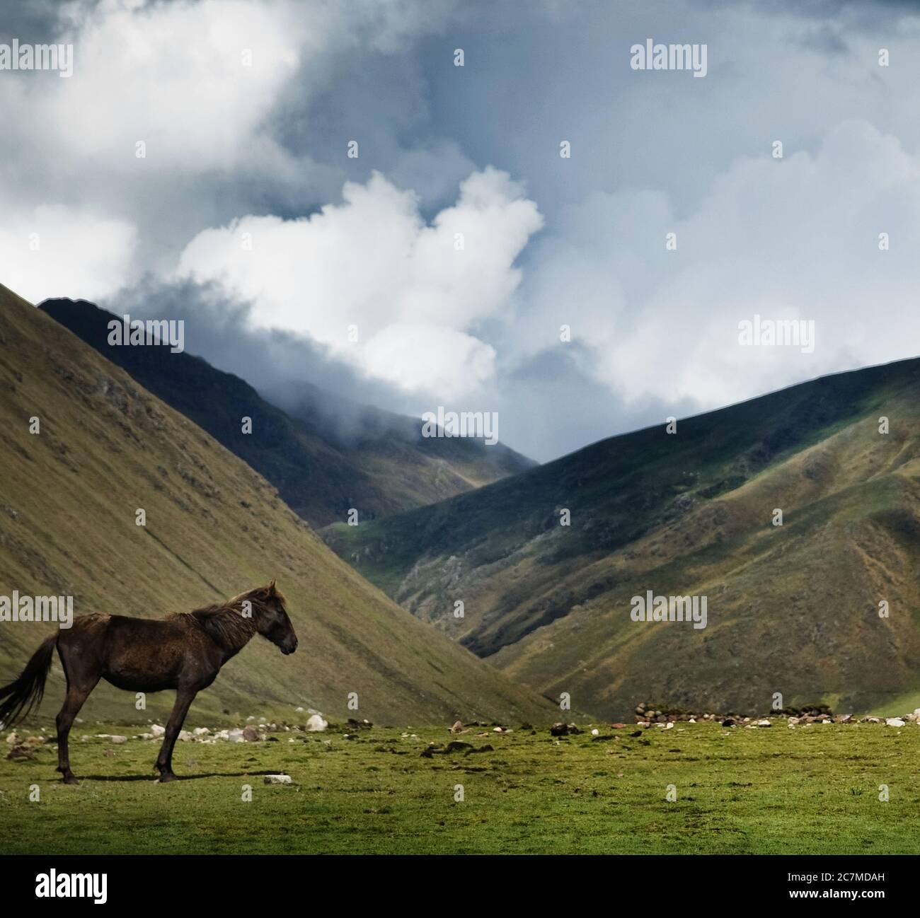 Pferd in den Bergen, Chaulacocha Vilage, Anden, Peru, Südamerika Stockfoto