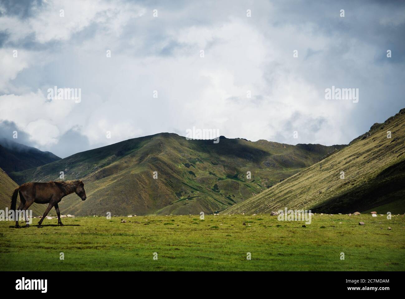 Pferd in den Bergen, Chaulacocha Vilage, Anden, Peru, Südamerika Stockfoto