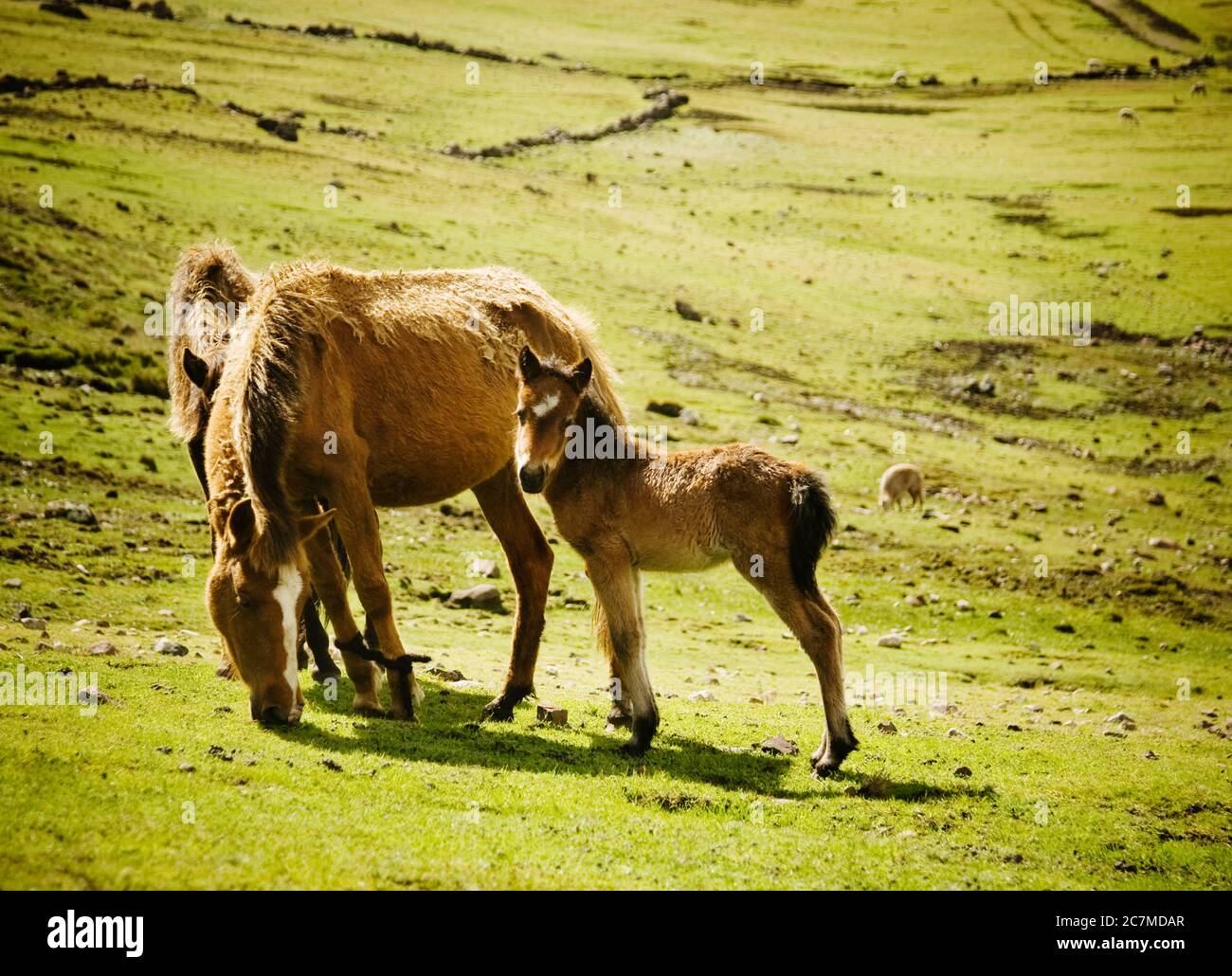 Pferde in den Bergen, Chaulacocha Vilage, Anden, Peru, Südamerika Stockfoto