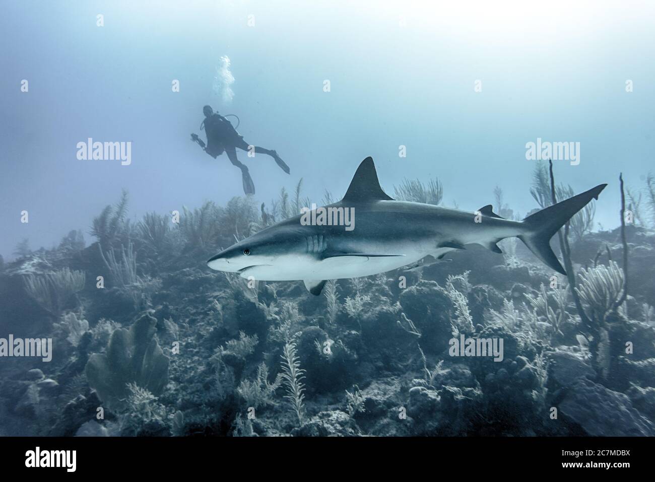 Nahaufnahme eines großen Hais, der unter Wasser über Riffen schwimmt Ein Taucher im Hintergrund Stockfoto