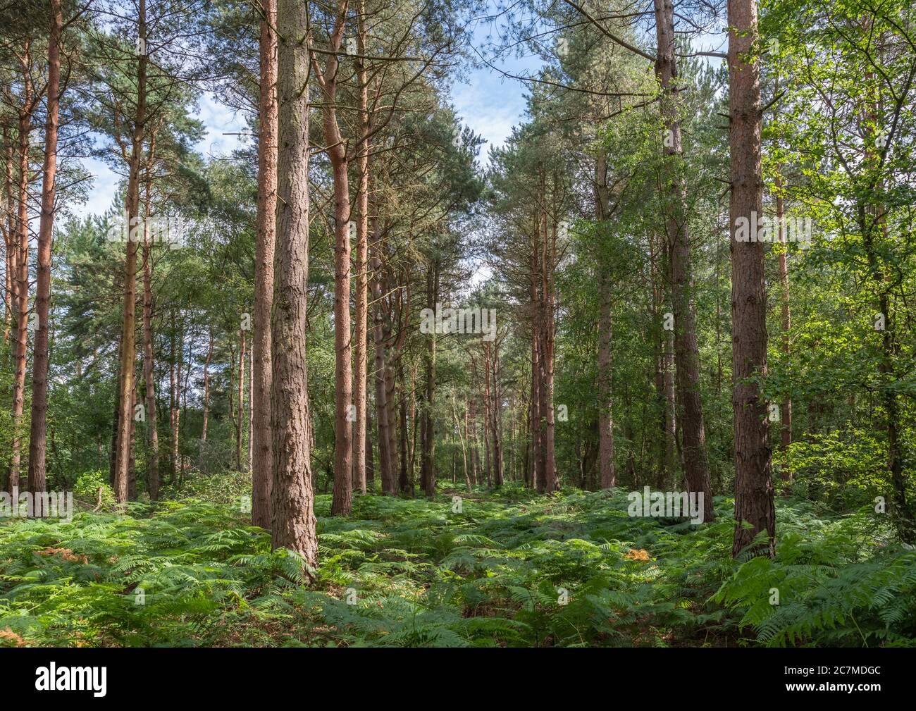 Kiefernwald mit Baumstämmen und einem grünen Waldboden. Stockfoto