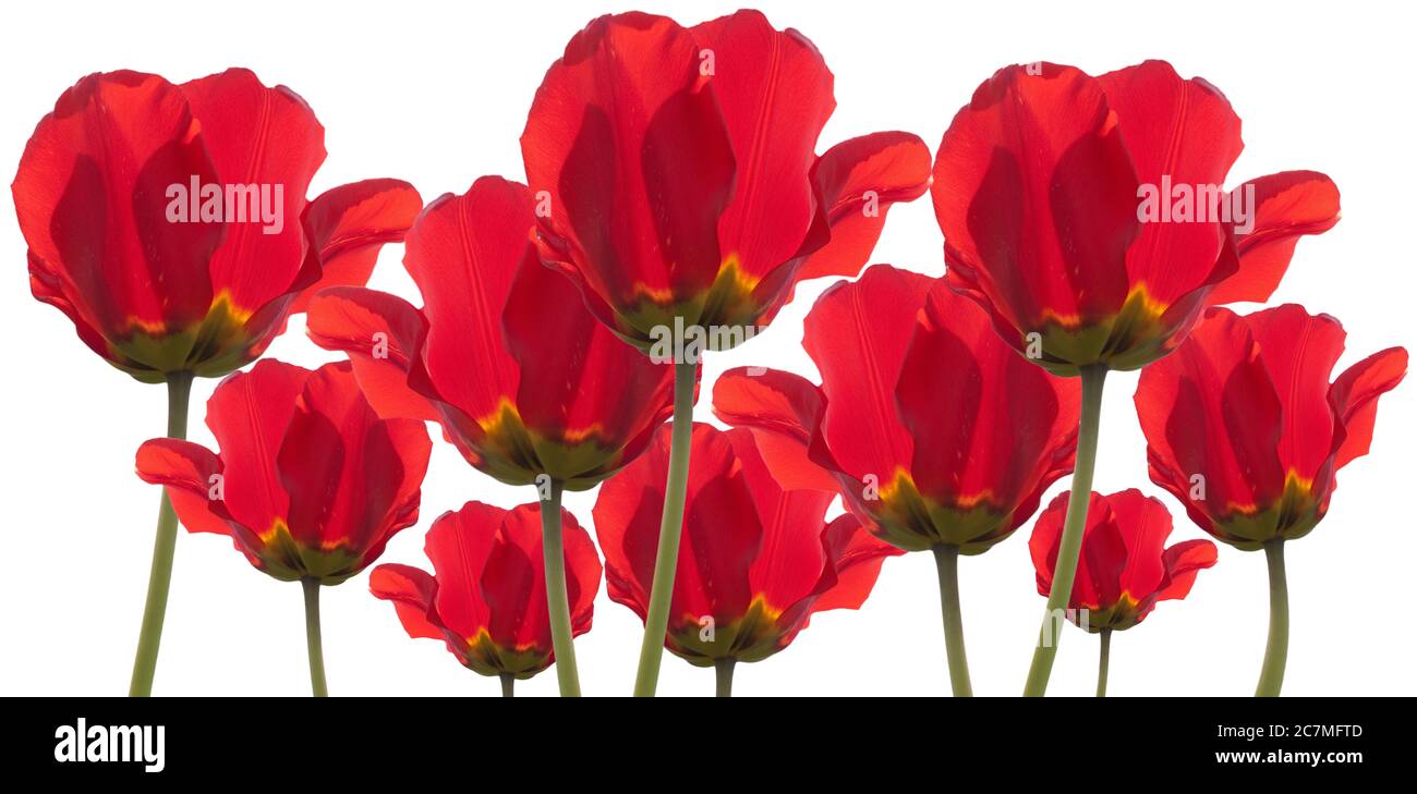 Viele rote Mohnblumen oder Papaver isoliert auf weiß. mohnblume ist das Symbol des Krieges Erinnerung Stockfoto