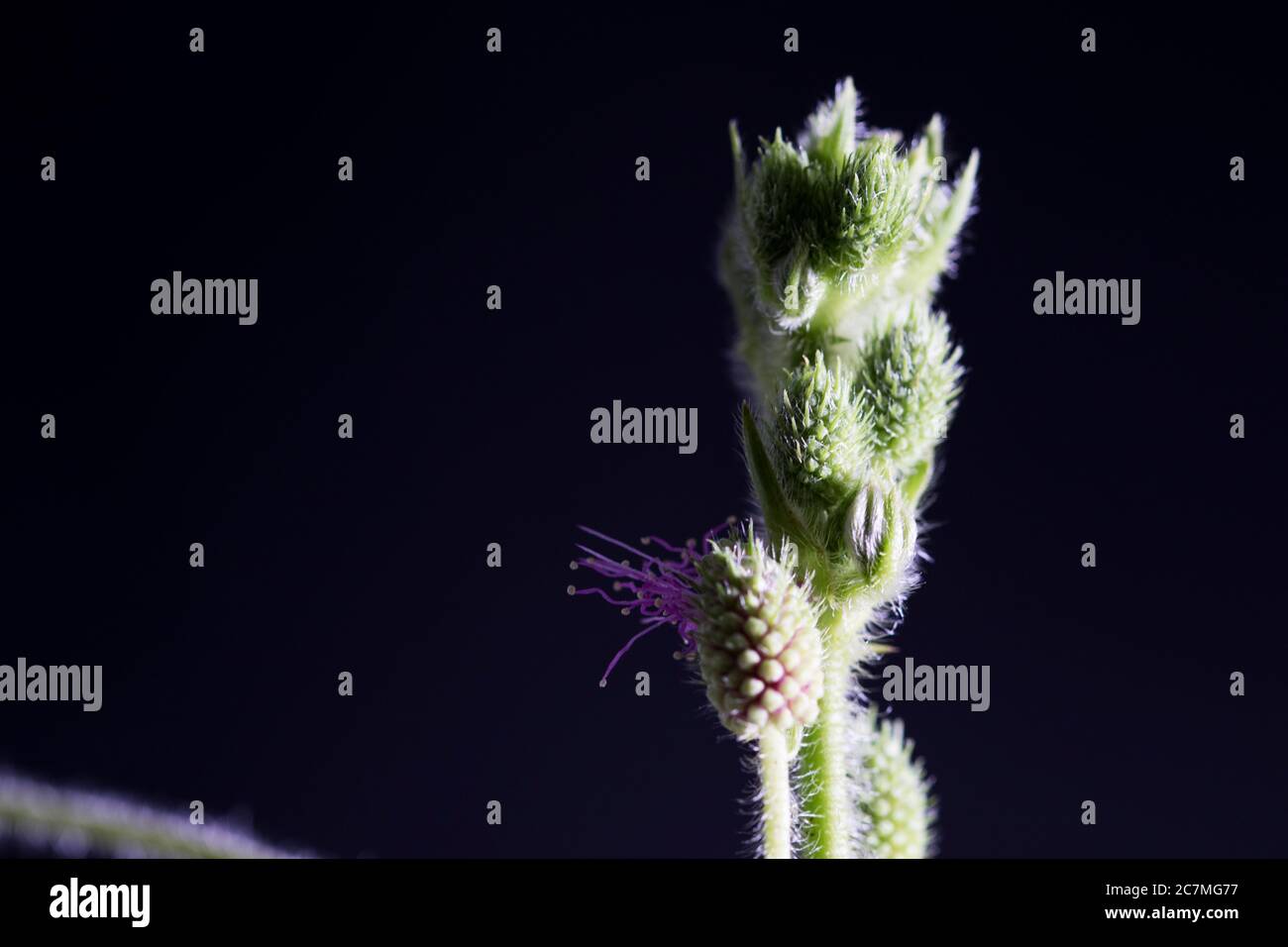 Neue Blüten Mimosa perdica Makro-Nahaufnahme der empfindlichen Pflanzenblüte. Stockfoto