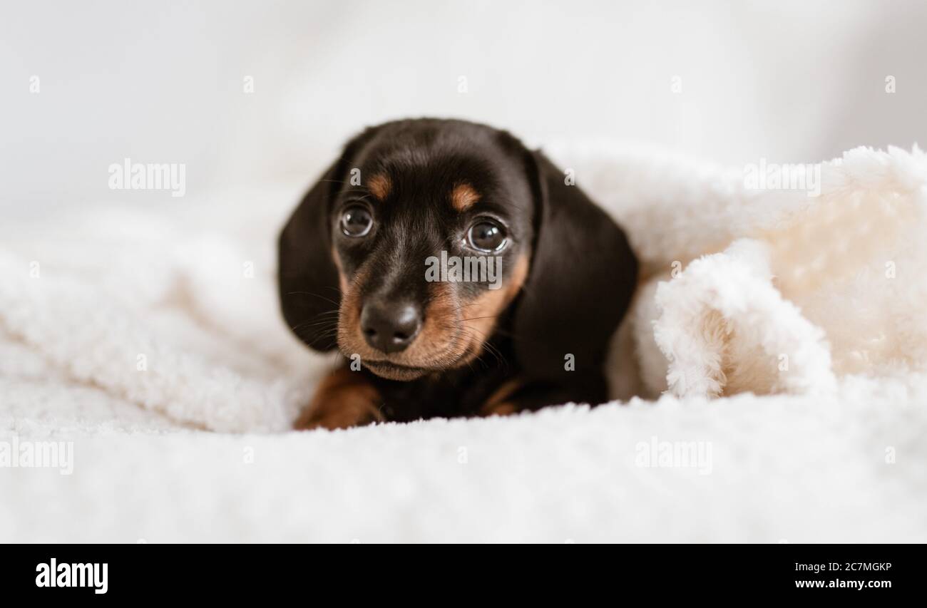 Schöne Aufnahme eines niedlichen Welpen österreichischen Schwarz und Tan Hound Blick auf die Kamera Stockfoto