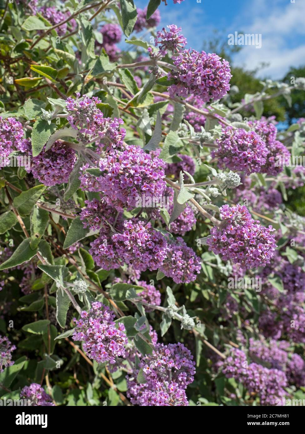 Buddleja crispa in Blüte Stockfoto