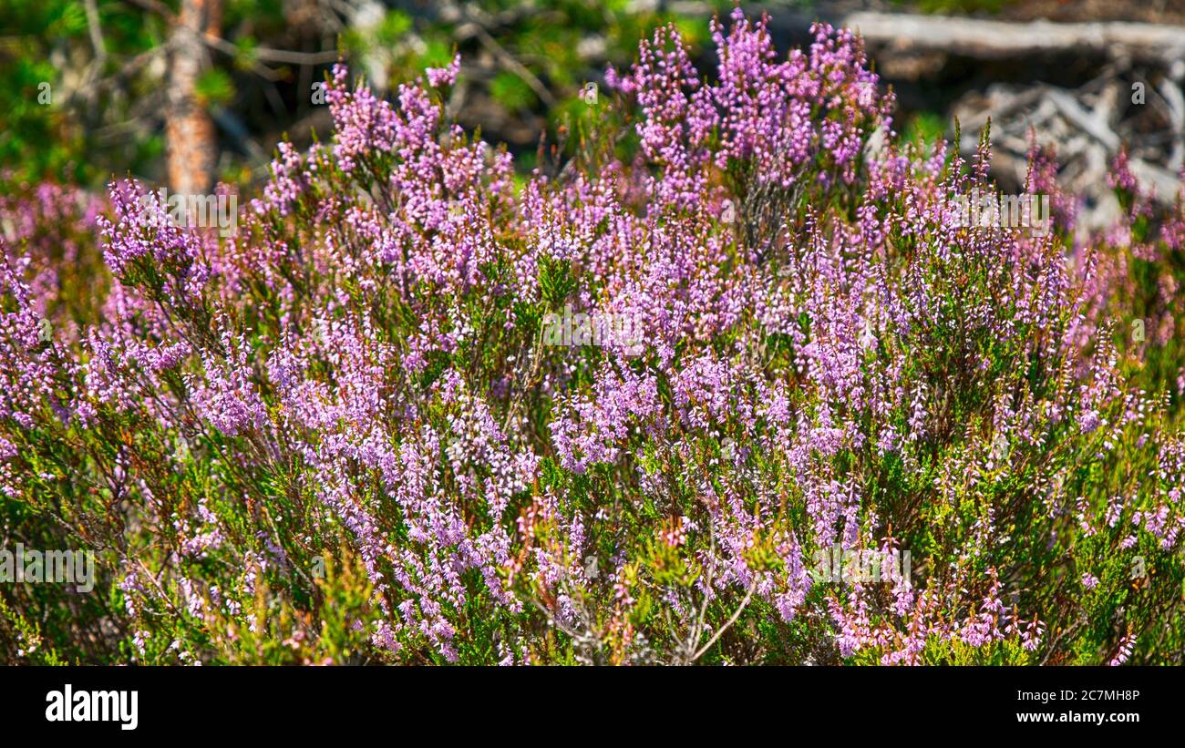 Sommerblumen und Heide. Glockenheide, Erica (Calluna vulgaris) blüht rosa im Sonnenlicht Stockfoto
