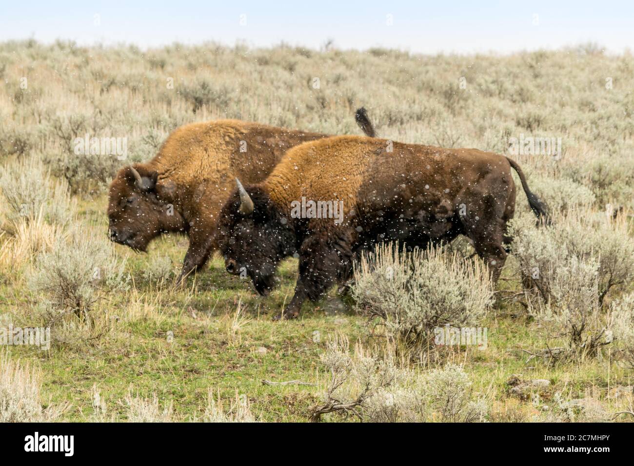 Grasenden Bisons Stockfoto