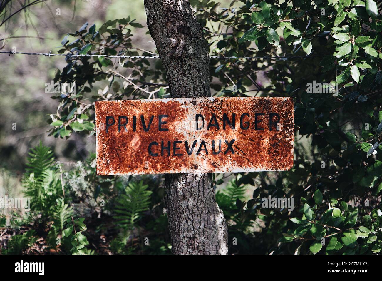 Beschilderung, die besagt, beraubt Gefahr Pferde in Französisch genagelt geschrieben Auf einem Baum Stockfoto