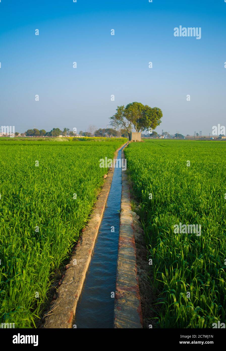 Feld von jungen Weizen, landwirtschaftliche Bewässerung System Bewässerung einer grünen Weizenfeld in Indien. Stockfoto