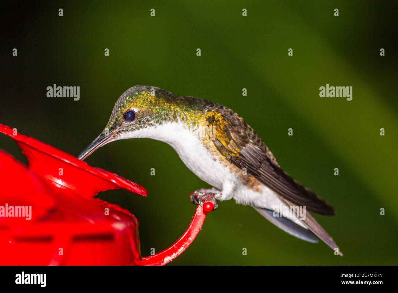 Andensmaragdkolibri, Amazilia franciae, in der Tandayapa Lodge in Ecuador. Stockfoto