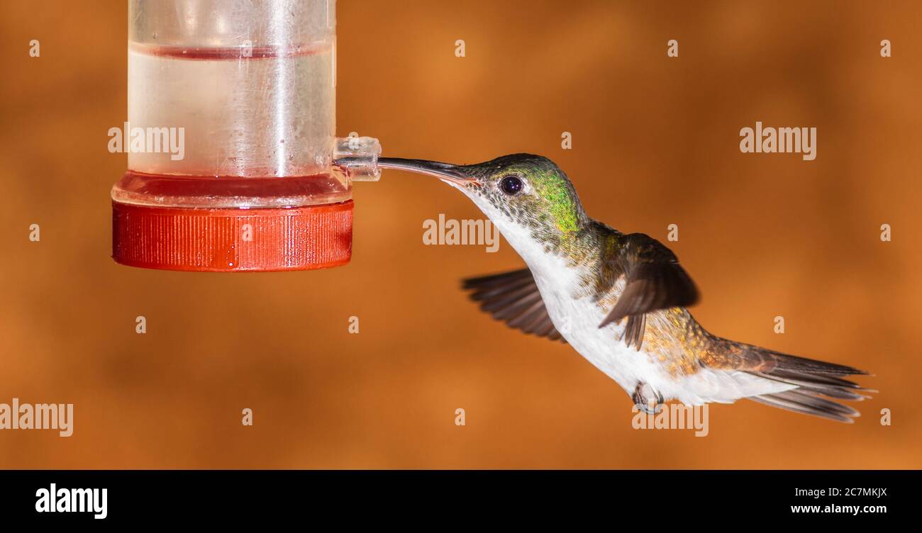 Andensmaragdkolibri, Amazilia franciae, in der Tandayapa Lodge in Ecuador. Stockfoto