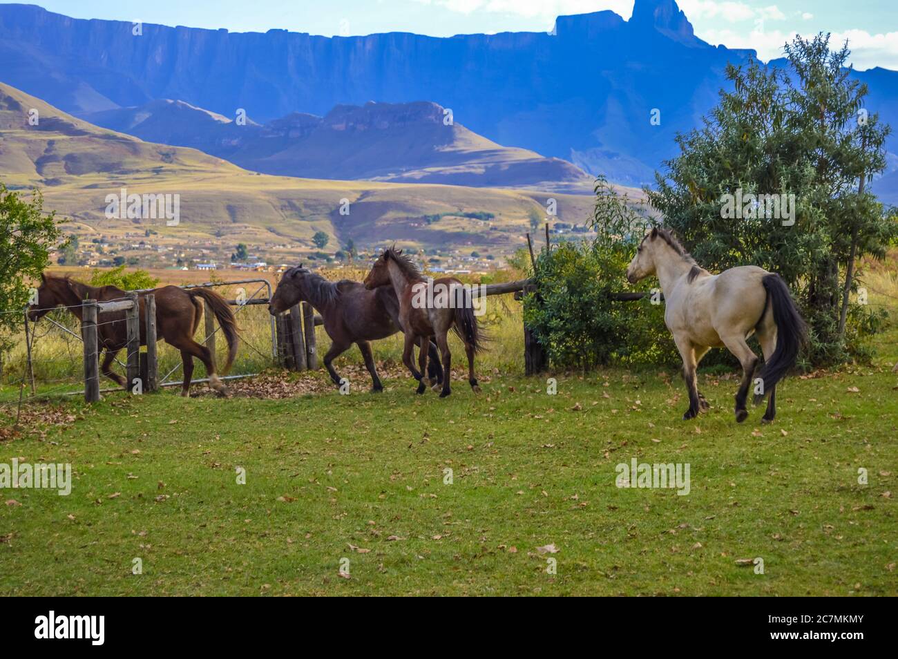 Reiten in Drakensberg Böschung Maluti Berge in Südafrika Stockfoto