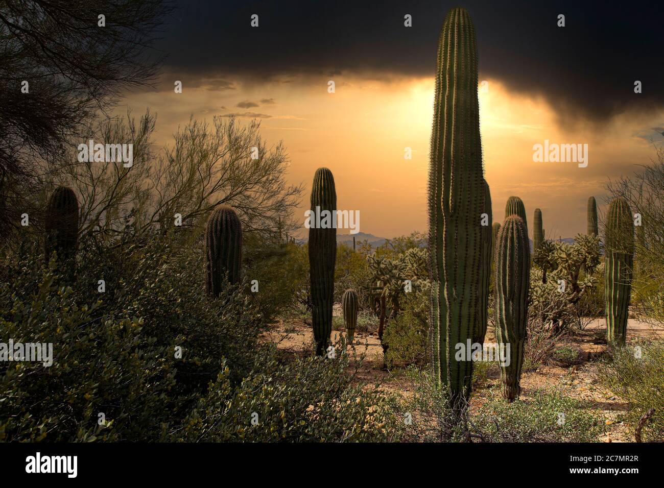 Desert Storm Stockfoto
