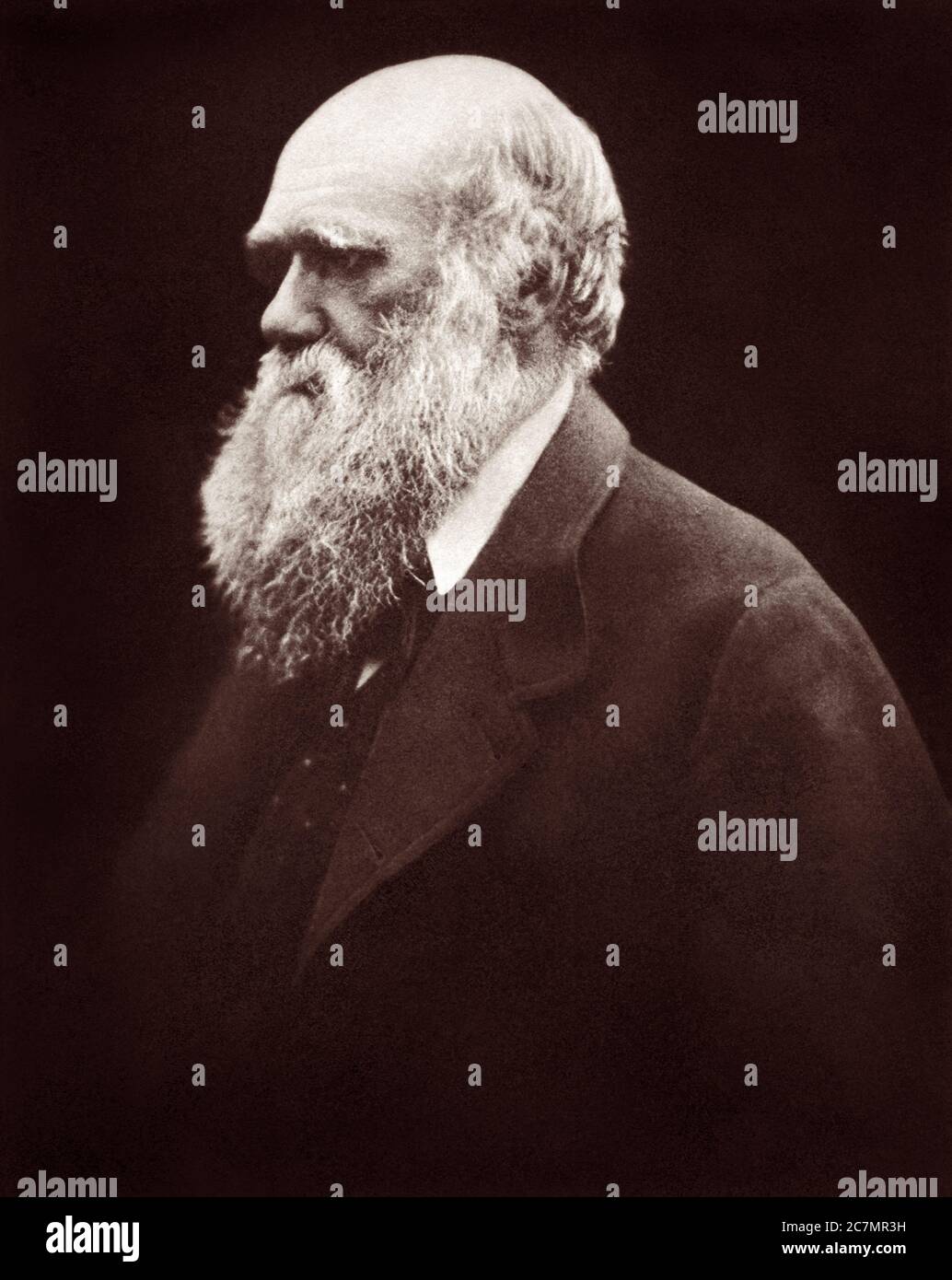 Charles Robert Darwin (1809-1882), Evolutionist und Autor von On the Origin of Species, in einem fotografischen Porträt von Julia Margaret Cameron aus dem Jahr 1868. Stockfoto