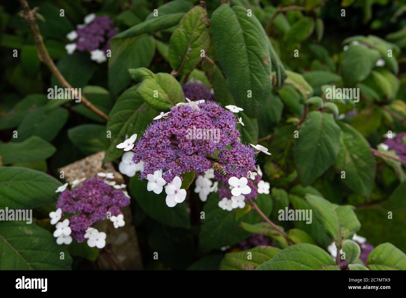 Blau blühenden Hydrangea aspera sargentiana Stockfoto