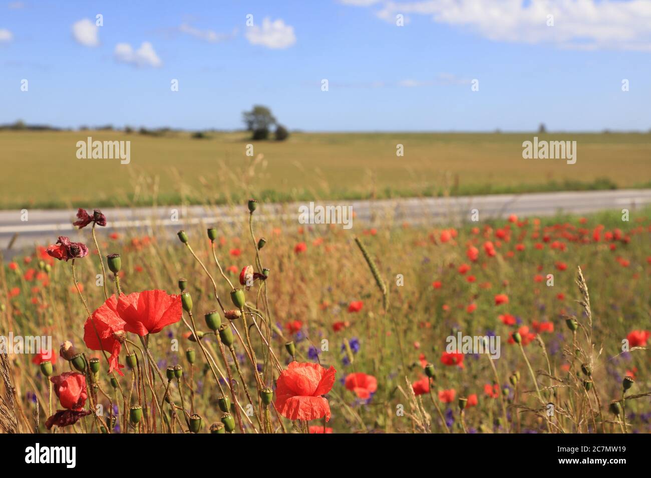 Landwirtschaftliche Landschaft mit blühenden Mohnblumen im Vordergrund. Stockfoto