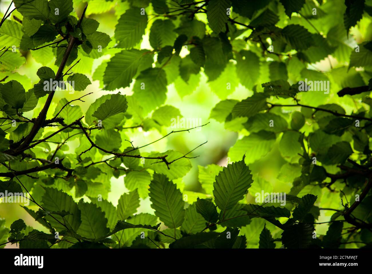 Das Licht der Sonne bricht durch das dichte Laub. Stockfoto