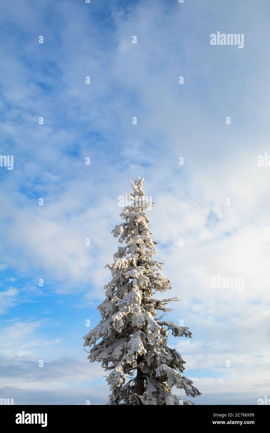 Ein großer Nadelbaum. Schneeschicht ist auf Laub während der Wintersaison. Vertikale Aufnahme Stockfoto