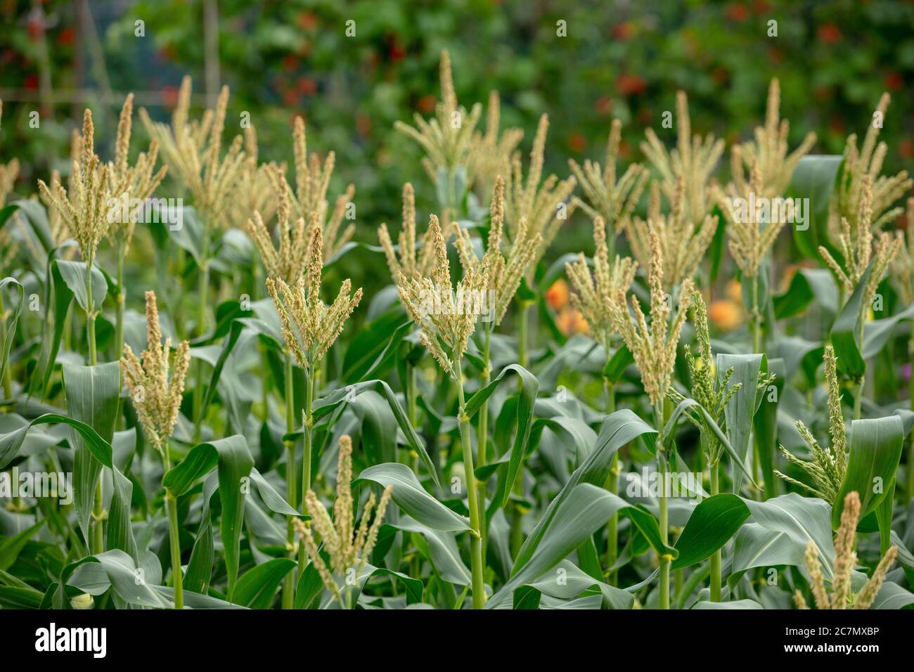 Gruppe von süßen Hühnern mit männlichen Blüten oder Quasten auf der Zuteilung im Juli. Stockfoto