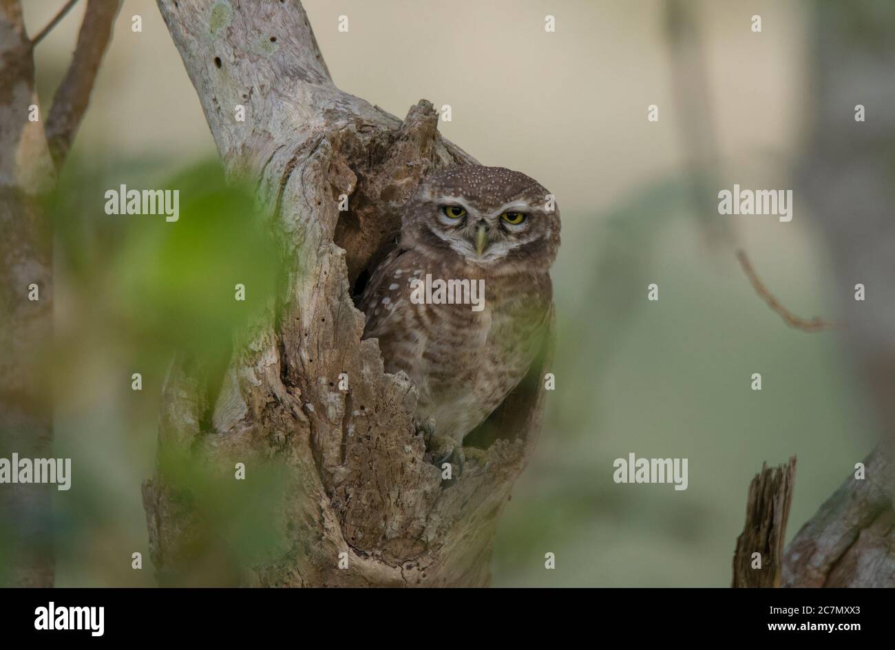 Wildkauz im Nest im Dschungel warten auf Nacht. Stockfoto