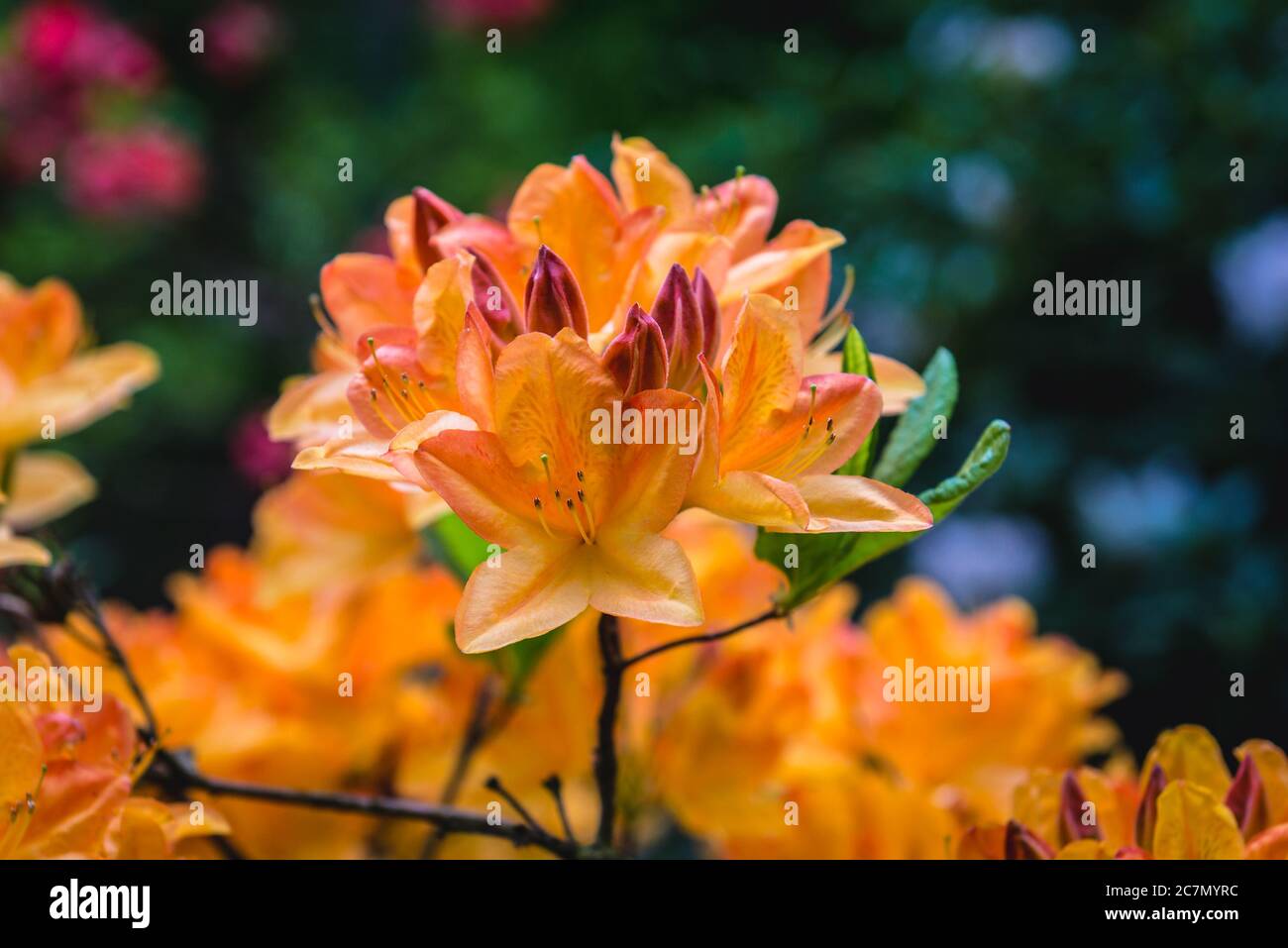 Rhododendron Blumen Sorte genannt glühende Verzierungen Stockfoto Rhododendron Blumen Sorte genannt glühende Verzierungen Stockfoto