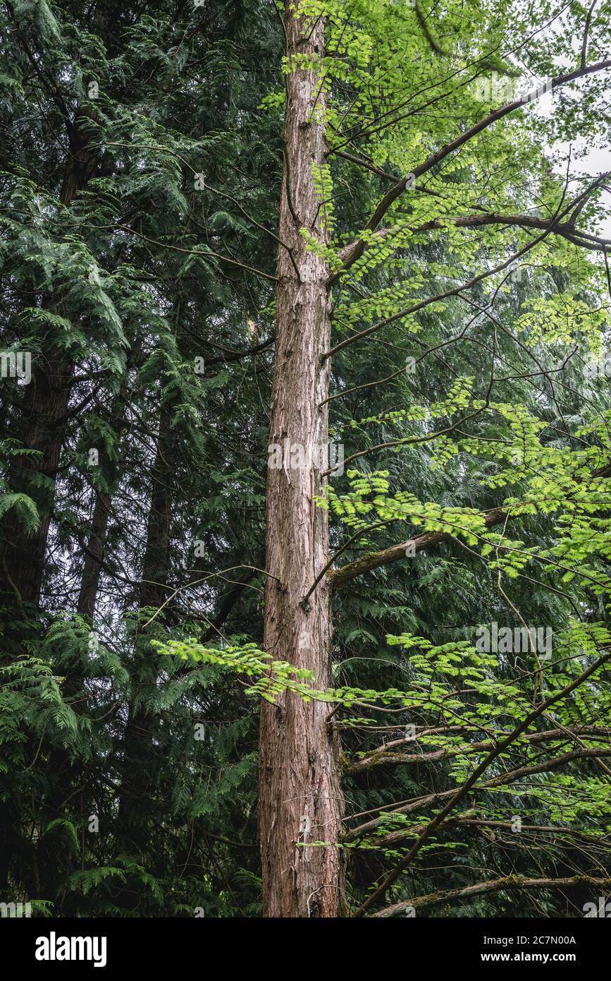 Metasequoia glyptostroboides - der Dawn Redwood gefährdete Laubbaumkonifere, die einzige lebende Art der Gattung Metasequoia Stockfoto