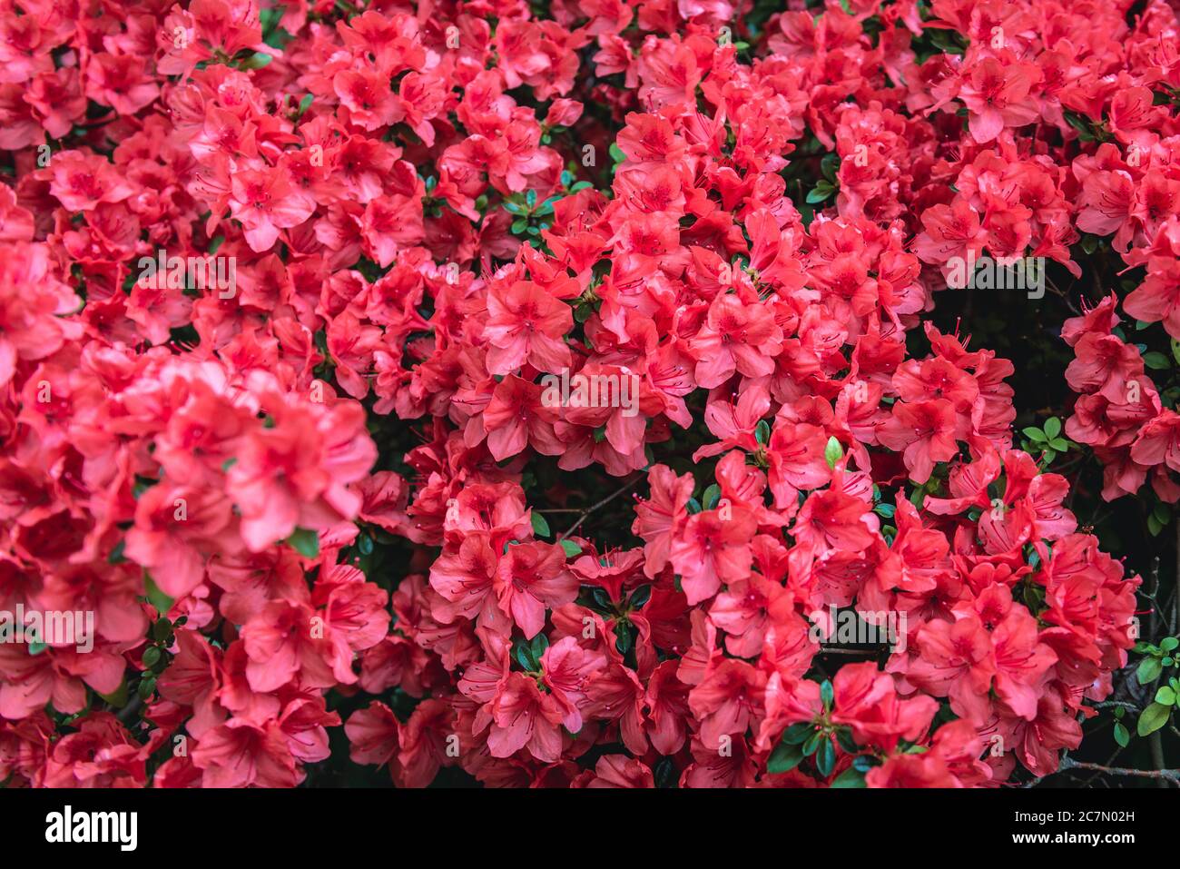 Rhododendron Blumen Sorte genannt glühende Verzierungen Stockfoto Rhododendron Blumen Sorte genannt glühende Verzierungen Stockfoto