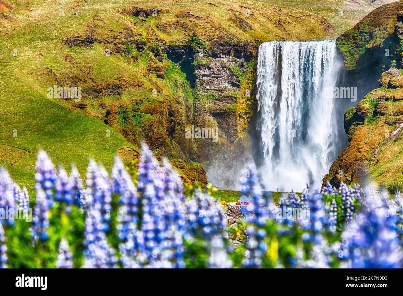 Wunderschöne Landschaft des majestätischen Skogafoss Wasserfalls in der Landschaft von Island im Sommer mit Lupinen Blumen im Vordergrund. Lage: Skogafoss wate Stockfoto