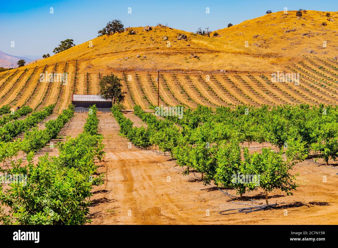 Junge und jüngere Orangenbäume wachsen in einem wachsenden Obstgarten im San Joaquin Valley. Dieses landwirtschaftliche Tal ist das Herz der kalifornischen Industrie. Stockfoto