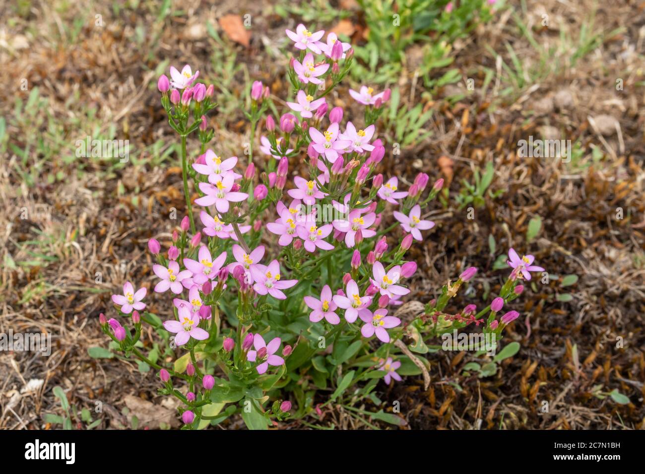 Zentaury (Centaurium erythraea) rosa Wildblume im Juli, Großbritannien Stockfoto