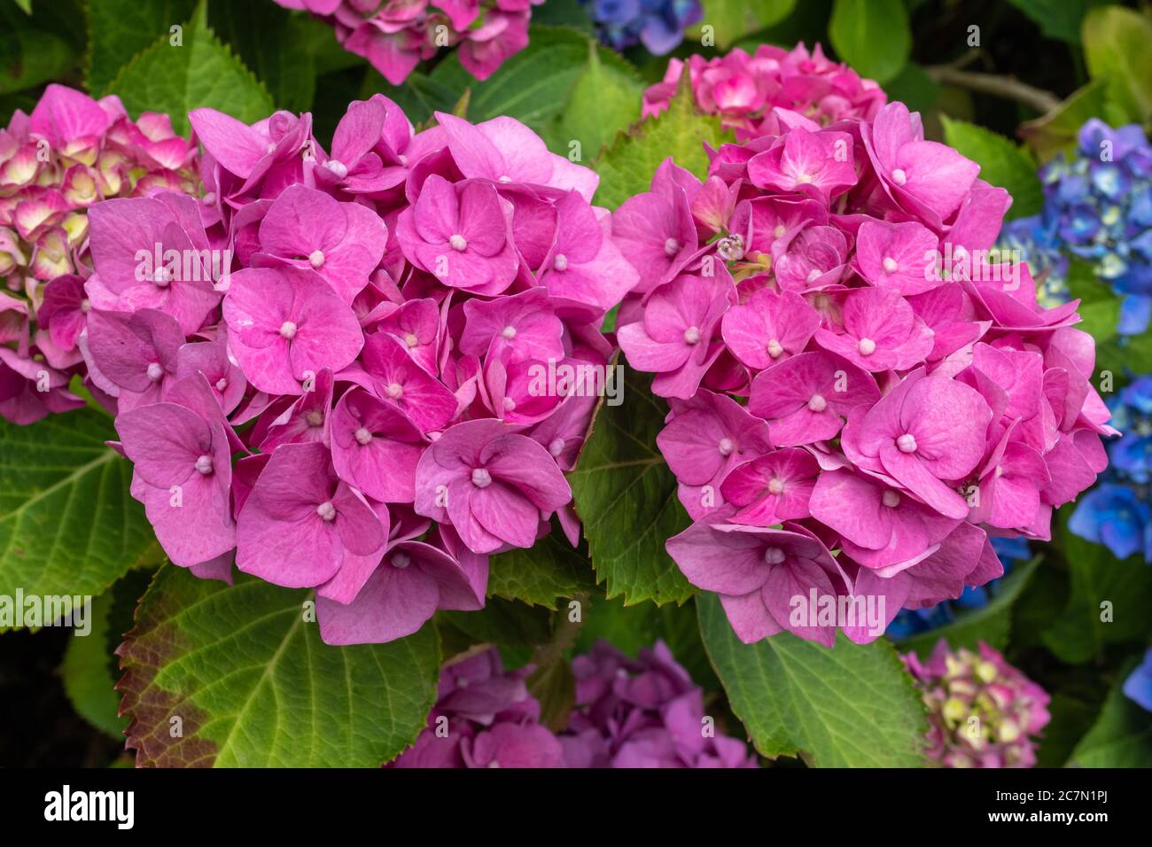 Hortensia macrophylla 'Bela', eine Moppkopf-Hortensien mit großen, kugelförmigen, rosa und blauen Blüten. Stockfoto