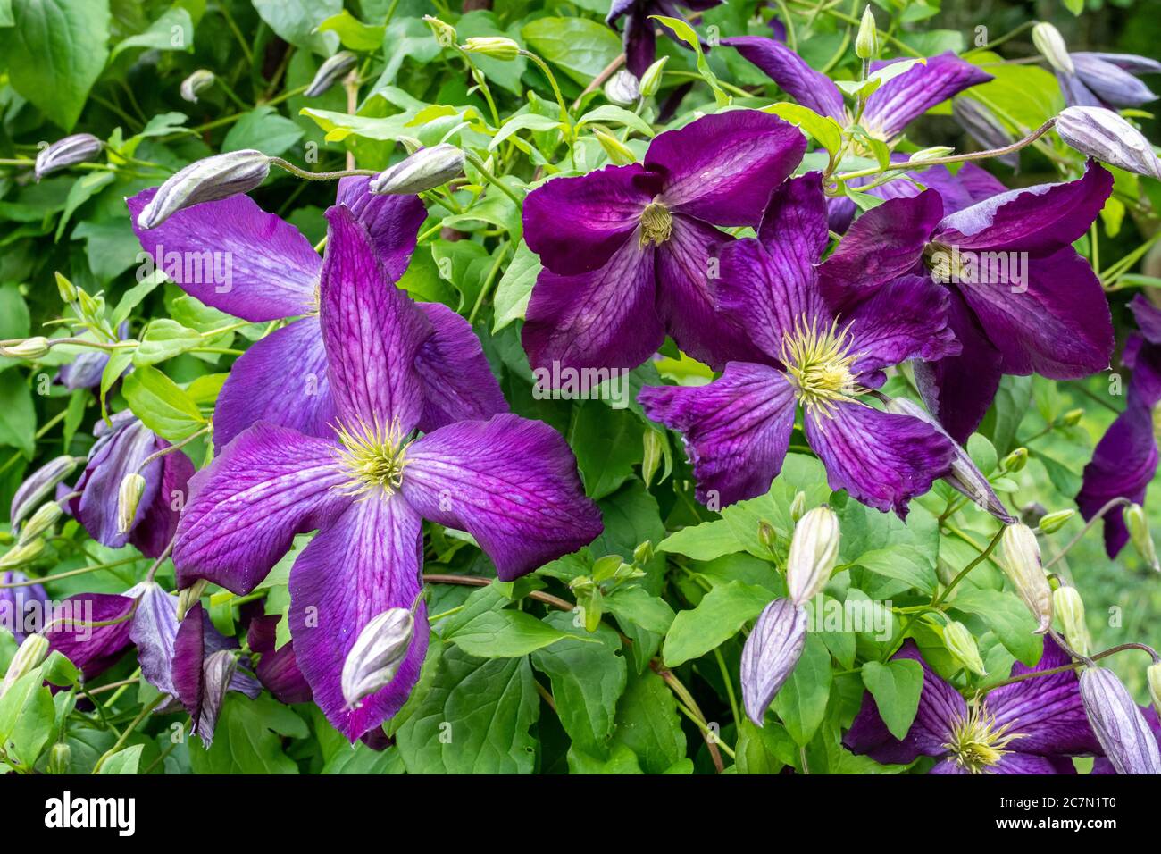 Clematis Jackmanii Purpurea 'Zojapur' Kletterer mit lila Blüten im Juli, Großbritannien Stockfoto