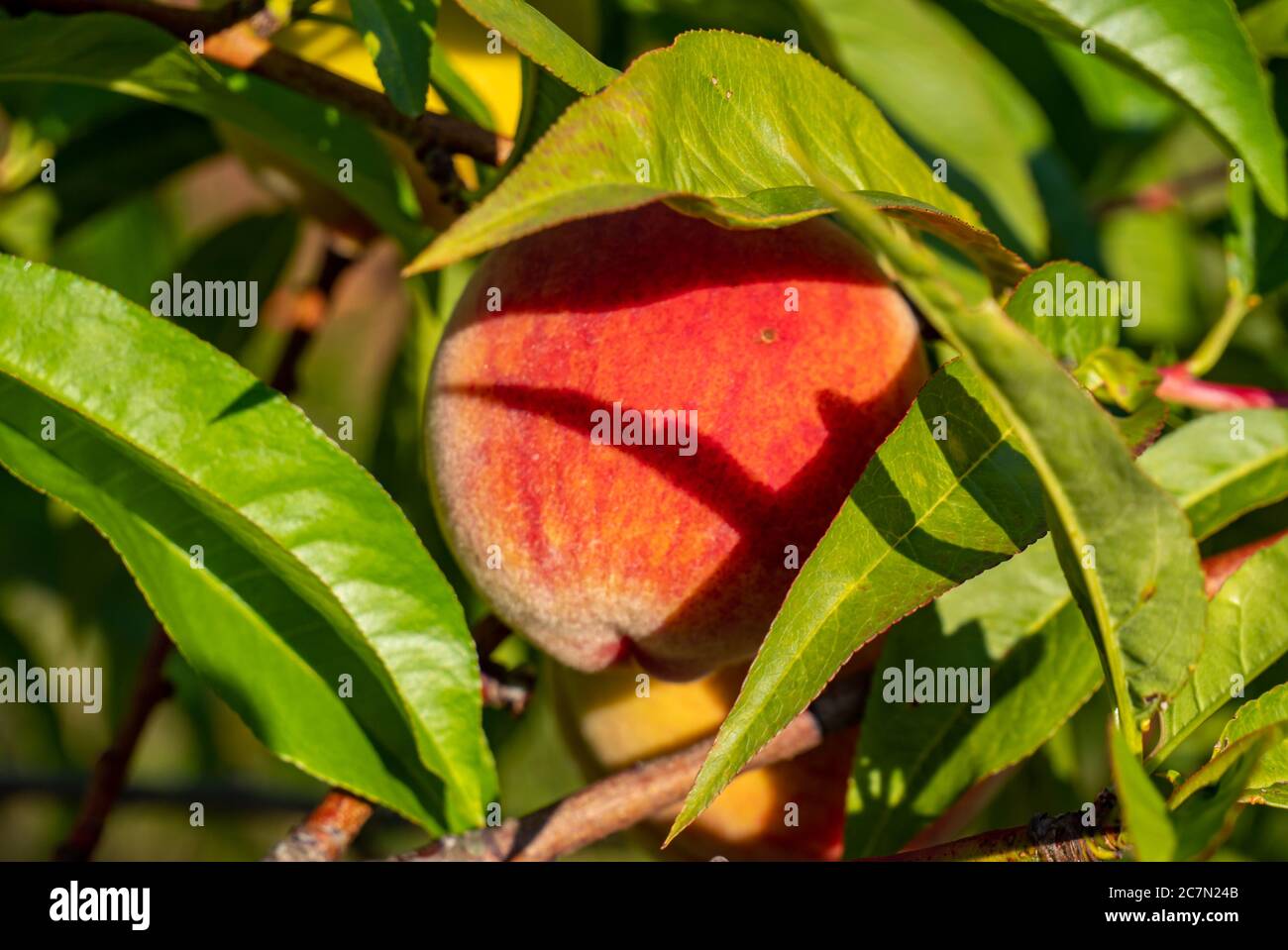 Pfirsichbaum auf dem Pfirsichbaum im Garten Stockfoto