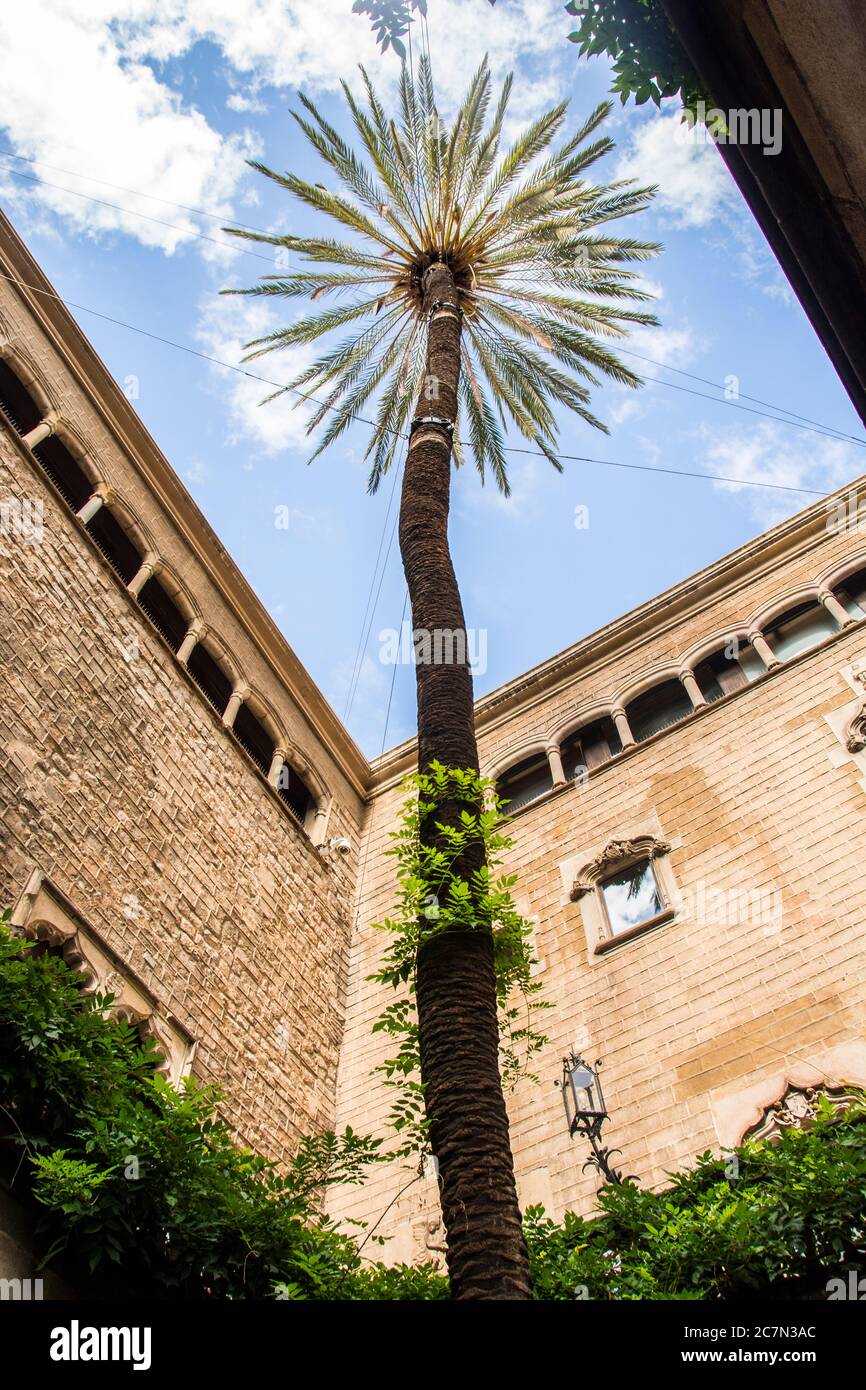 Der zentrale Innenhof eines Gebäudes mit einer hoch aufragenden Palme, die aus der Mitte wächst; Barcelona, Spanien, Stockfoto