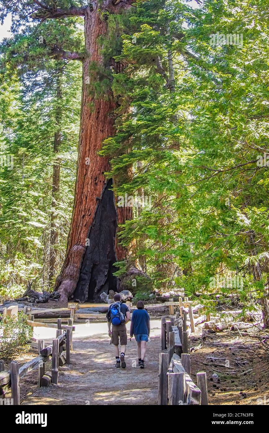 Wanderer, die in Richtung des 'Grizzly Giant', einem riesigen Mammutbaum, in Mariposa Grove, Yosemite National Park. Stockfoto