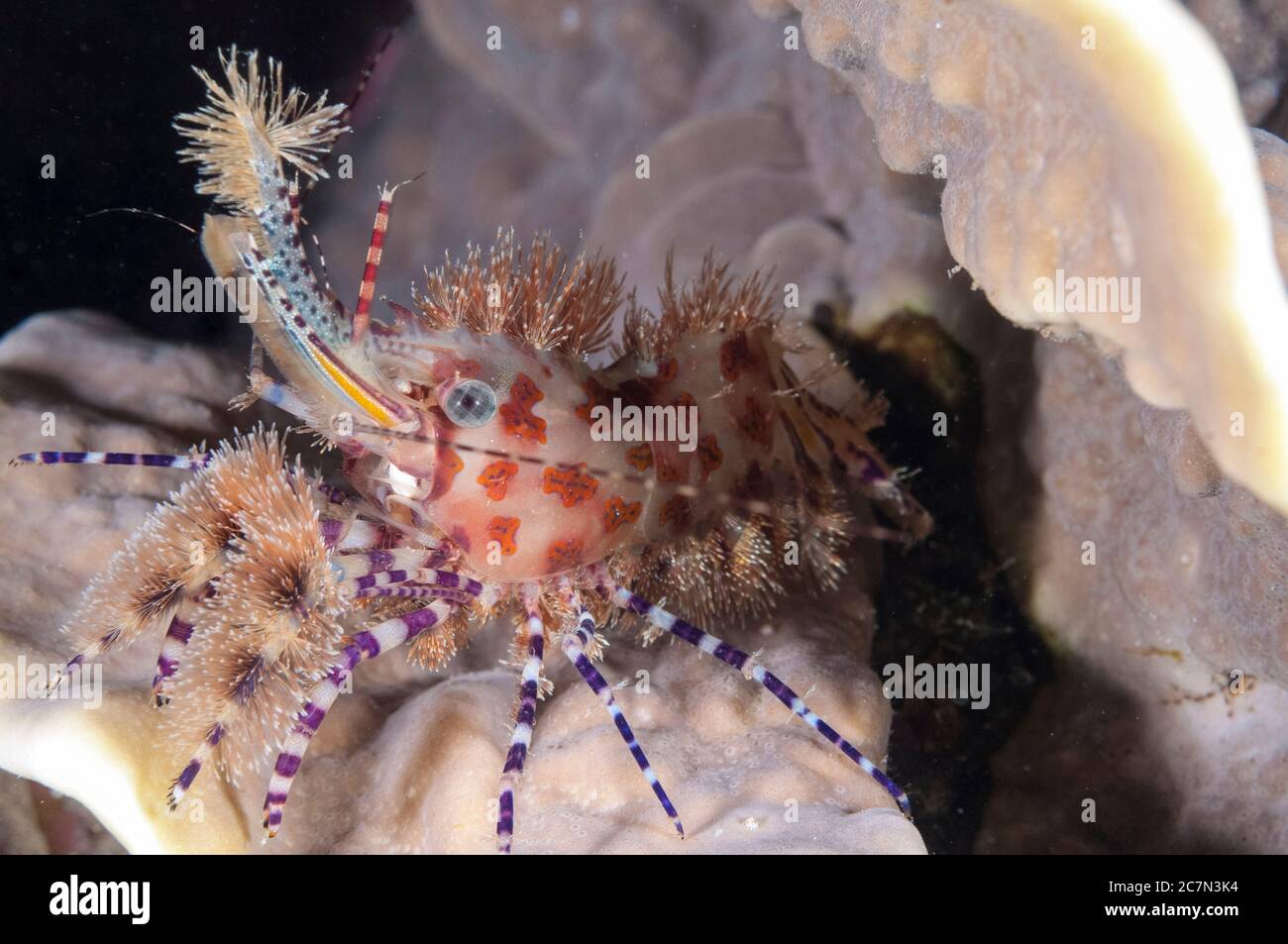 Marmorierte Garnelen, Saron sp, Nachttauchgang, Village Reef Tauchplatz, nahe Pier, Nusa Laut; Indonesien, Banda Sea, Pazifischer Ozean Stockfoto