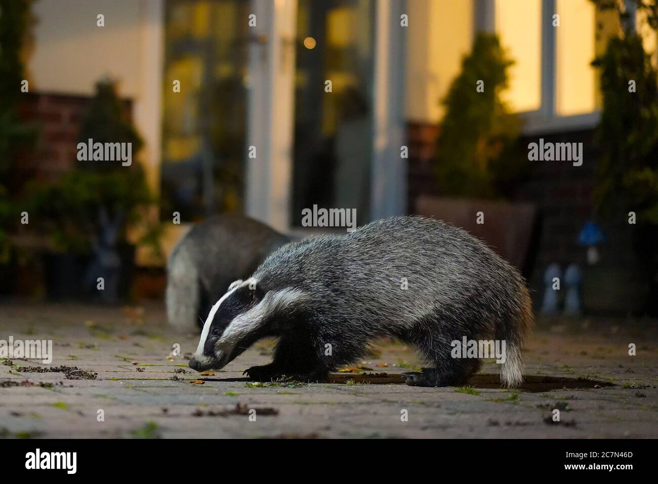 Nahaufnahme des städtischen Dachs (Meles meles), der auf der Terrasse des britischen Hintergartens nach Nahrung aufsuche. Elterntier ernährt sich, während Jugendliche auf der Türmatte schnupfen! Stockfoto