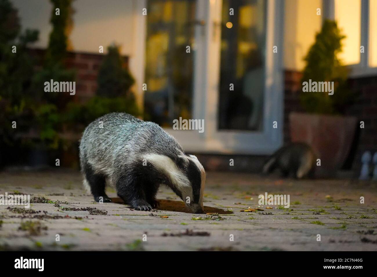 Städtische Dachse (Meles meles), die im Rampenlicht auf der Terrasse des britischen Gartens nach Nahrung aufforsten. Elterntierfutter & Jugendliche schnüffelt Hintertürmatte! Stockfoto