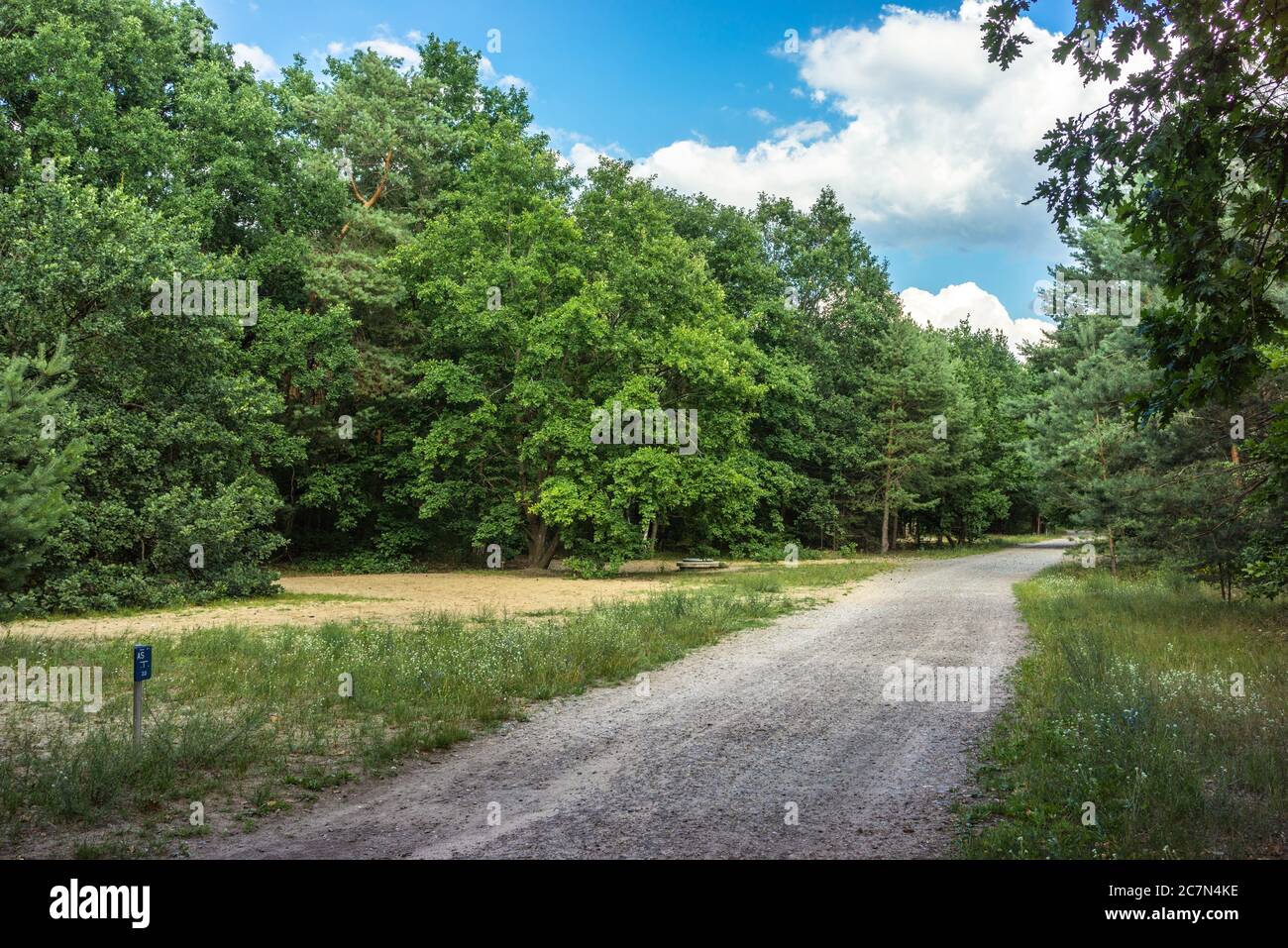 Hauptweg durch den Königsheide ein Mischwald von Laub- und Nadelwäldern im Sommer in Berlin, Deutschland, Europa Stockfoto
