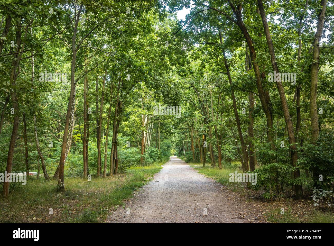 Hauptweg durch den Königsheide ein Mischwald von Laub- und Nadelwäldern im Sommer in Berlin, Deutschland, Europa Stockfoto Hauptweg durch den Königsheide ein Mischwald von Laub- und Nadelwäldern im Sommer in Berlin, Deutschland, Europa Stockfoto