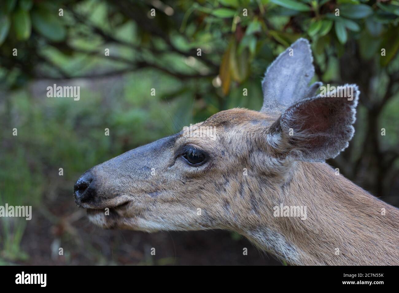 Nahaufnahme eines Hirsches im Profil. Stockfoto