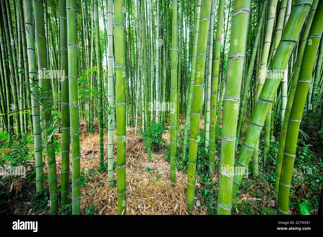 Kyoto, Japan Arashiyama Bambus Wald Park Muster von vielen Pflanzen am Frühlingstag mit grünen Laubfarbe in Daikakuji Tempel Stockfoto