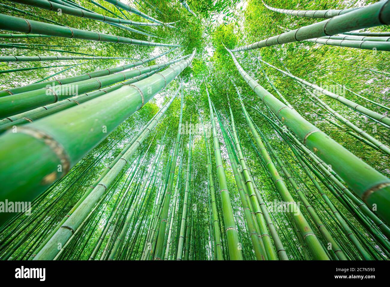 Kyoto, Japan Baldachin Weitwinkel Blick auf Arashiyama Bambus Wald Park Muster von vielen Pflanzen am Frühlingstag mit grünen Laubfarbe in Daika Stockfoto