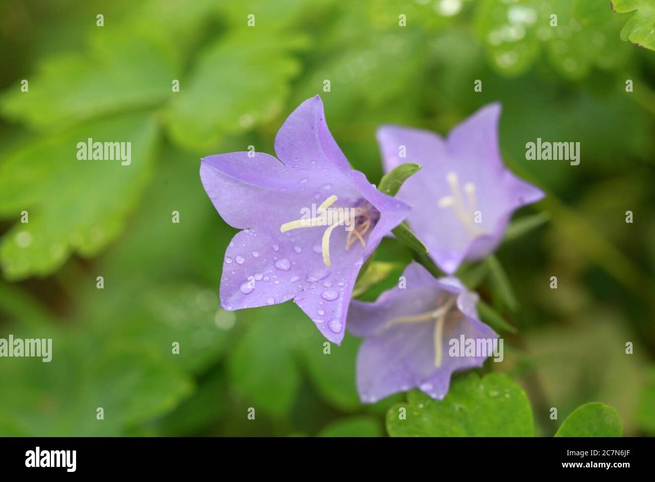 Campanula persicifolia, die Pfirsichblättrige Glockenblume nach dem Regen Stockfoto