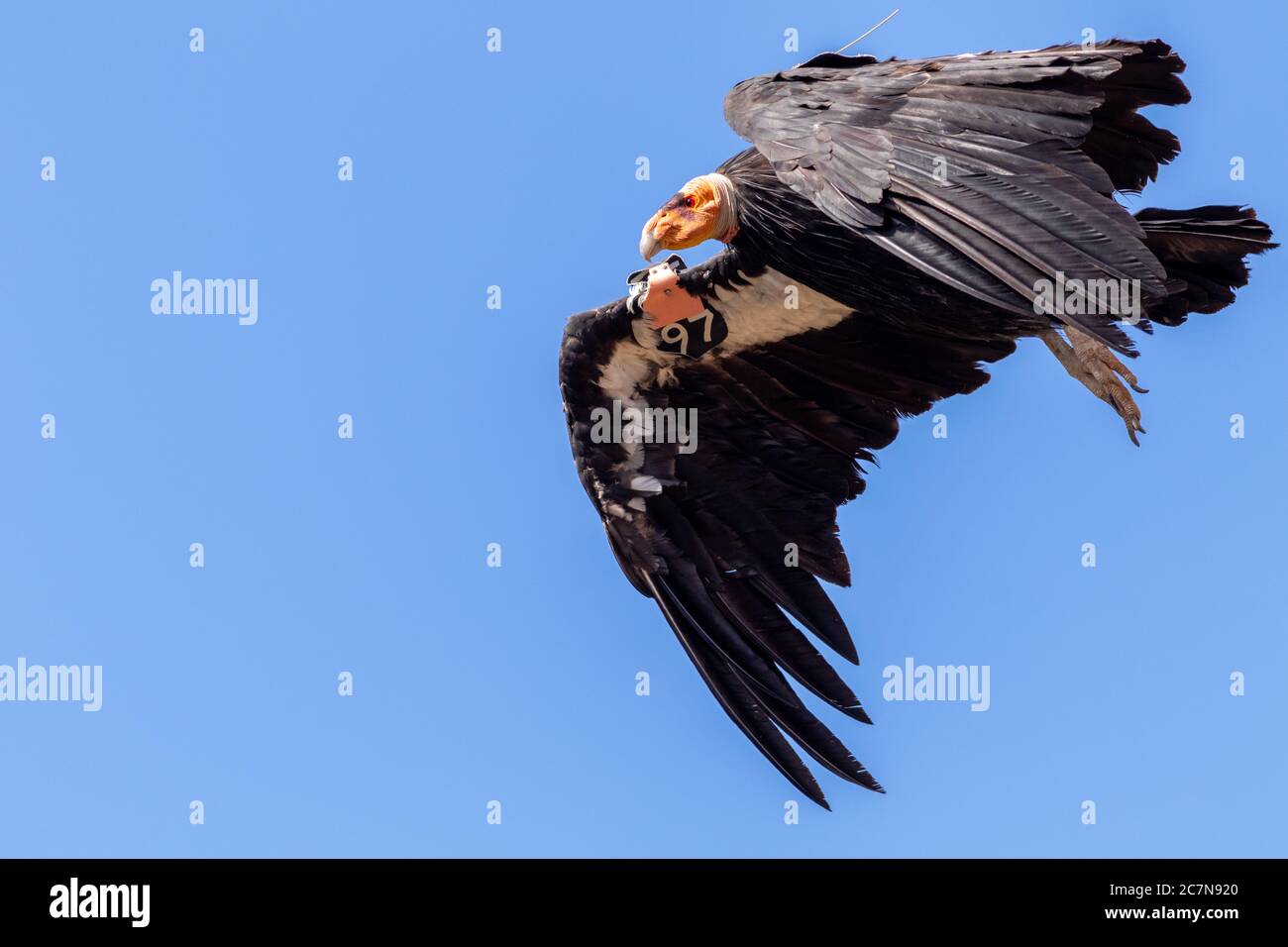 Kalifornischer Kondor (Gymnogrips californianus) im Flug. Auf dem Flügel ist ein Identifizierungsschild zu sehen. Grand Canyon National Park, Arizona, USA. Stockfoto